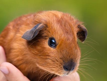 Guinea pig held in a child's hand.