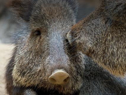 A pair of peccaries.