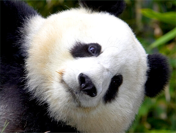 close up of giant panda face
