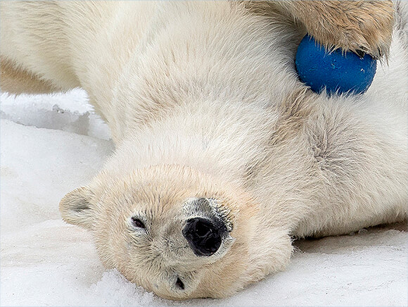 polar bear rolling in the snow holding a blue ball.