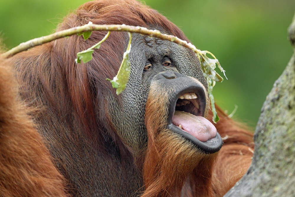 Male orangutan eating leaves off of a small branch.