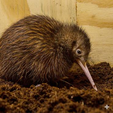A kiwi chick leaves the burrow just a few days after hatching, and goes out to look for food, accompanied by its father.