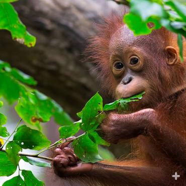 Orangutans, like this baby, spend most of their lives in trees and travel by swinging from branch to branch with their long arms.