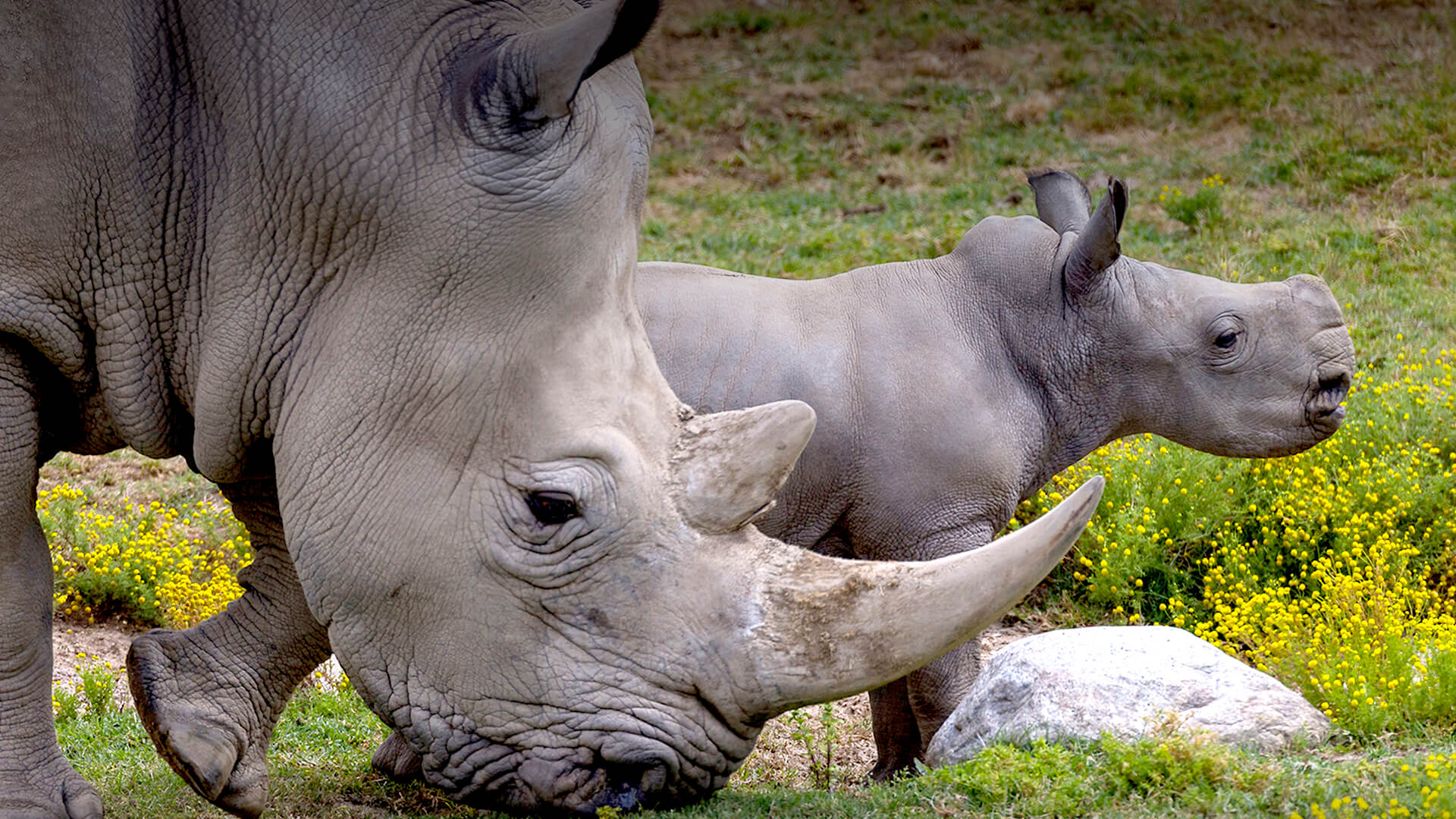 Southern white rhino with her calf