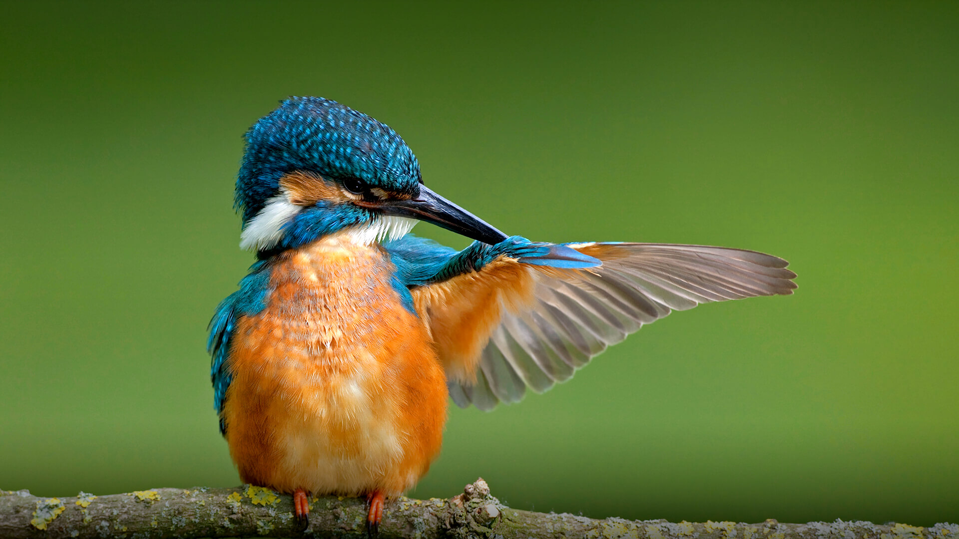 A kingfisher preening its extended wing