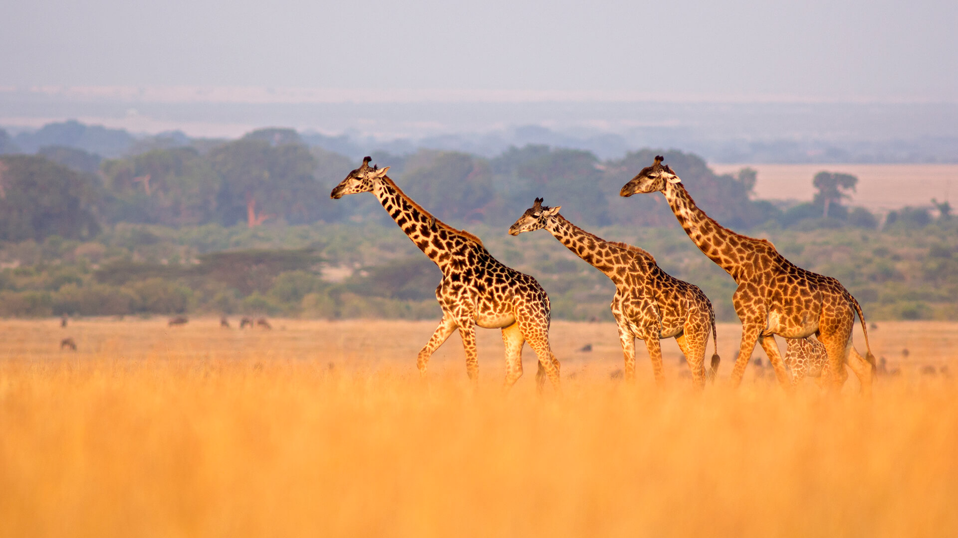 The Serengeti