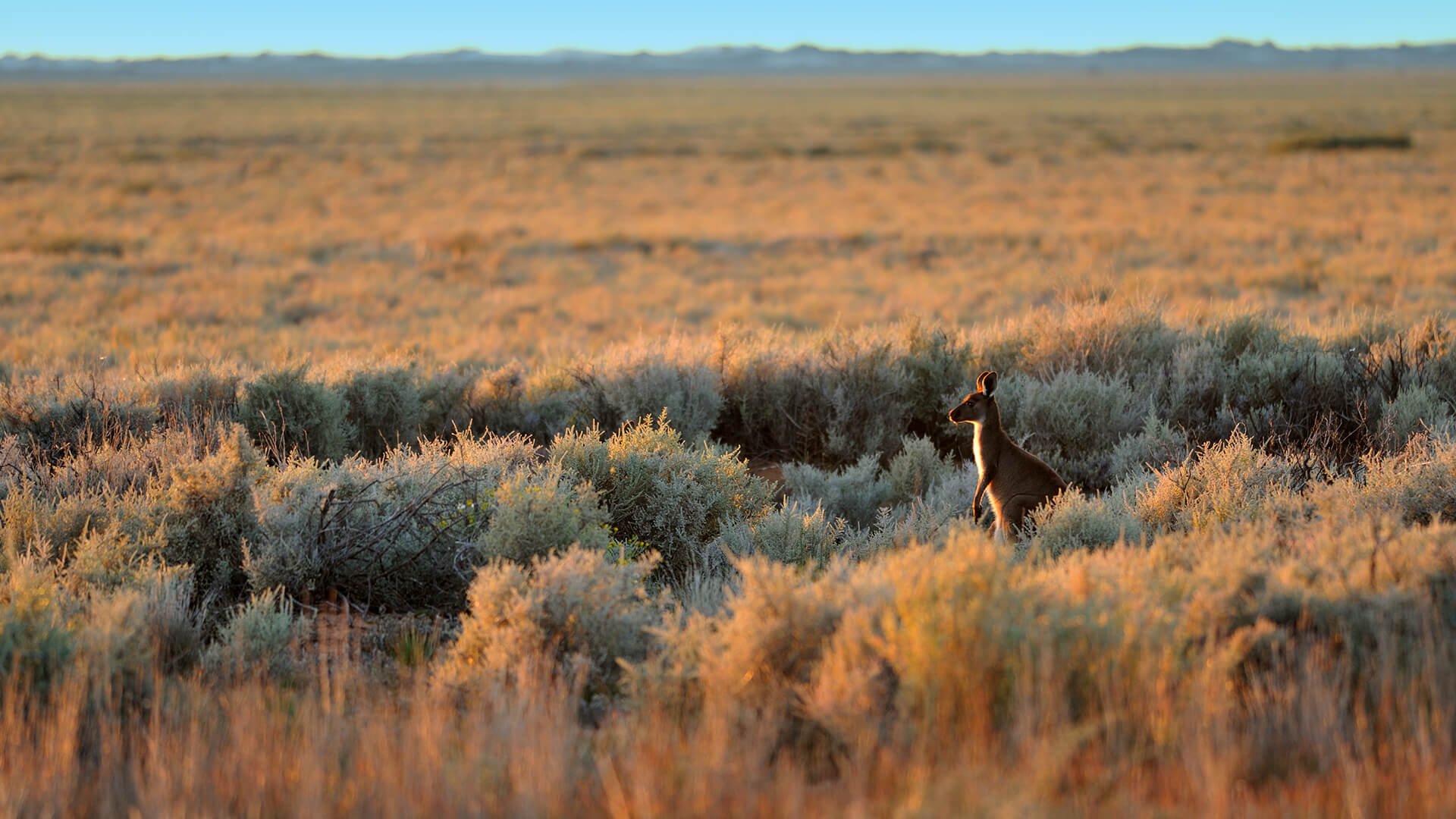 Australian outback landscape with a lone kangaroo