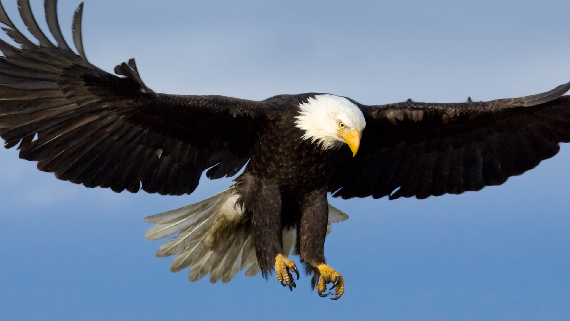 Bald Eagle  San Diego Zoo Animals & Plants