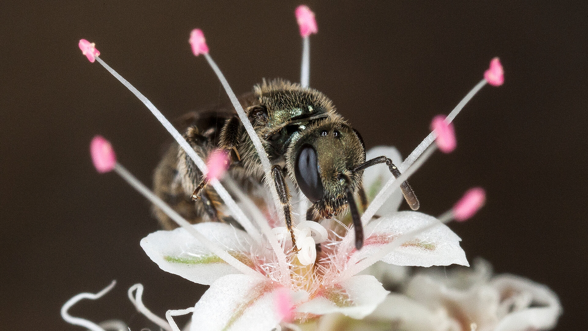 Native California bee