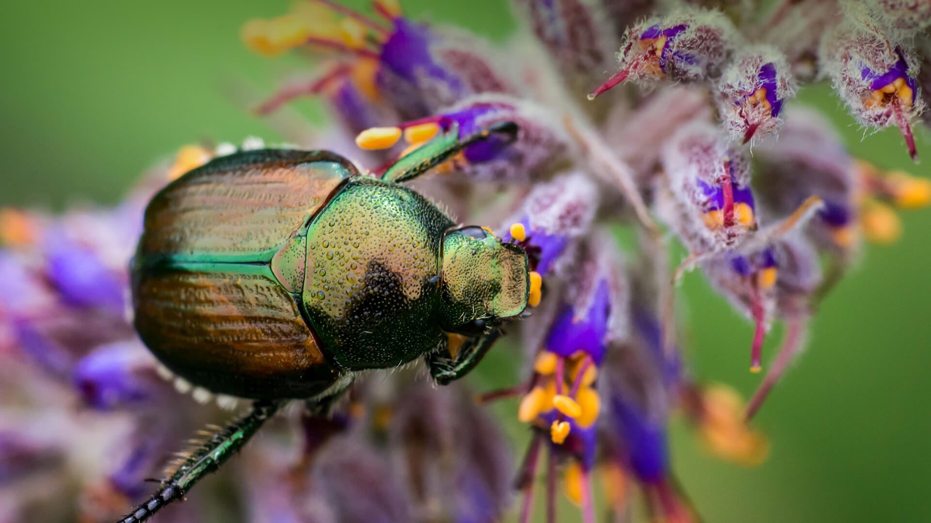 colorful horned beetle