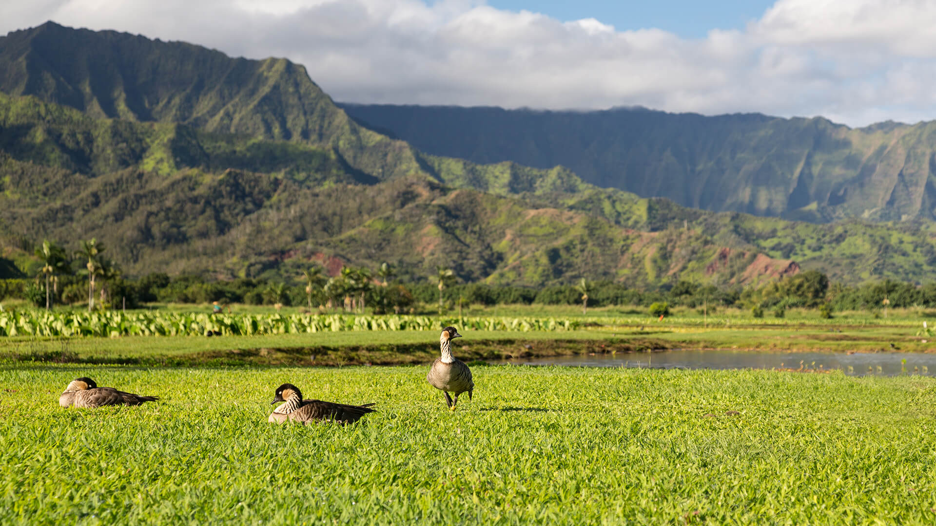 Nene geese, Big Island, Hawaii