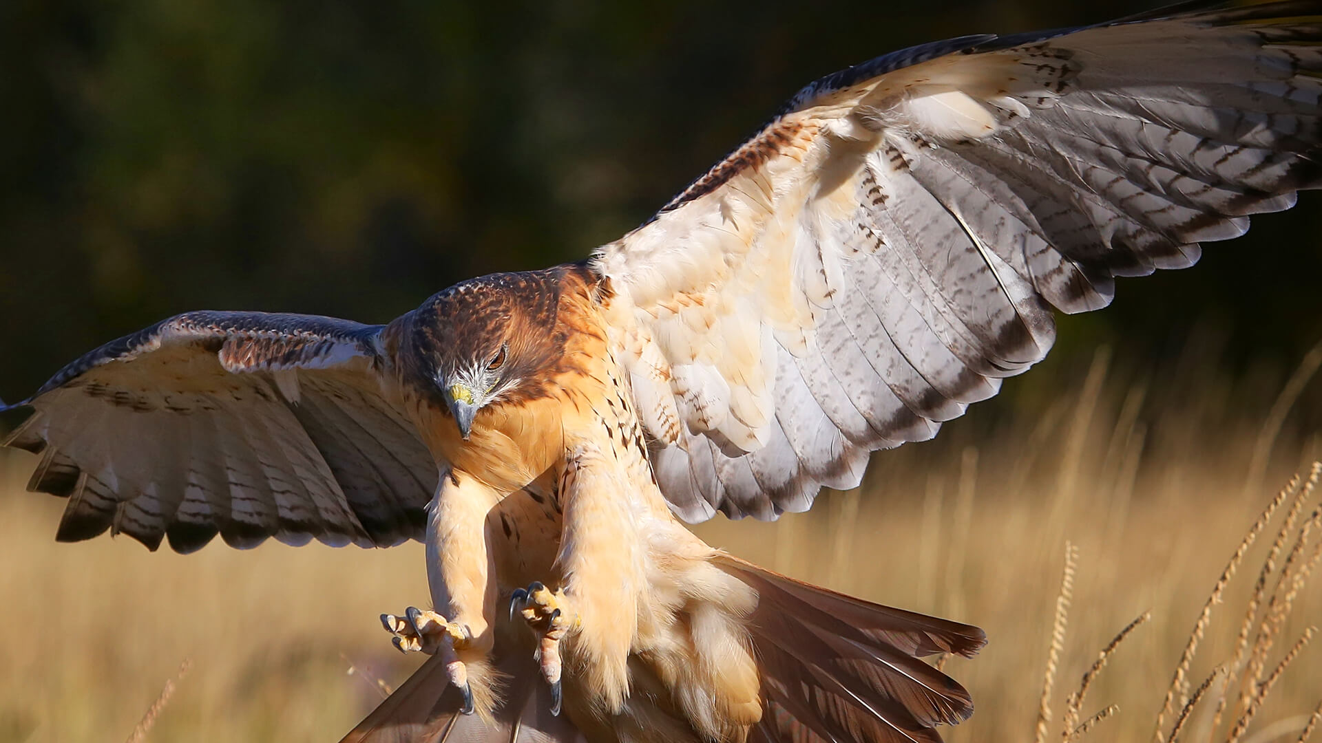 Red Tailed Hawk San Diego Zoo Animals Plants - 