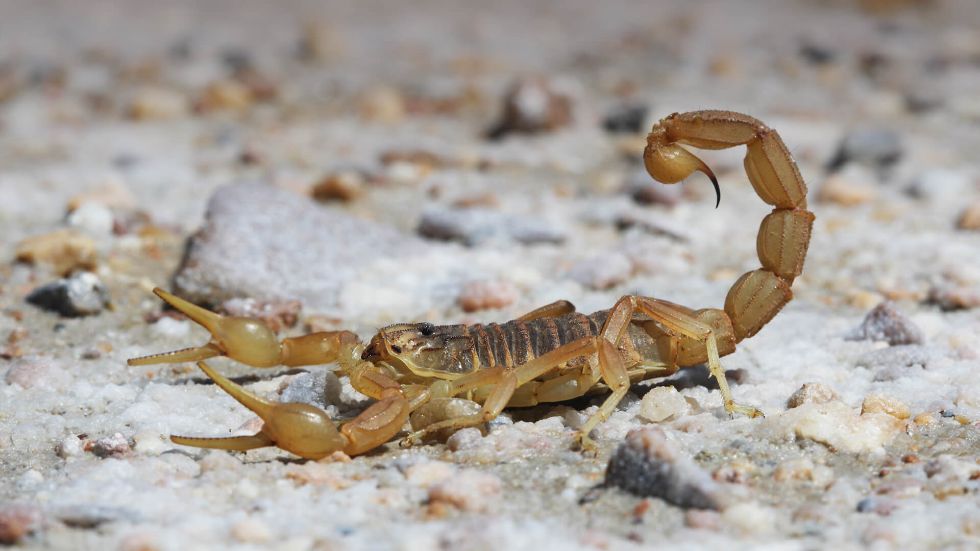 Scorpion in the Spanish desert