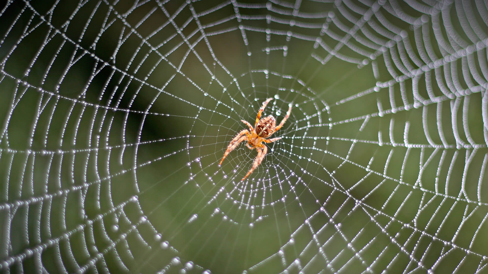 Tangled in a Web: Learn About Spiders