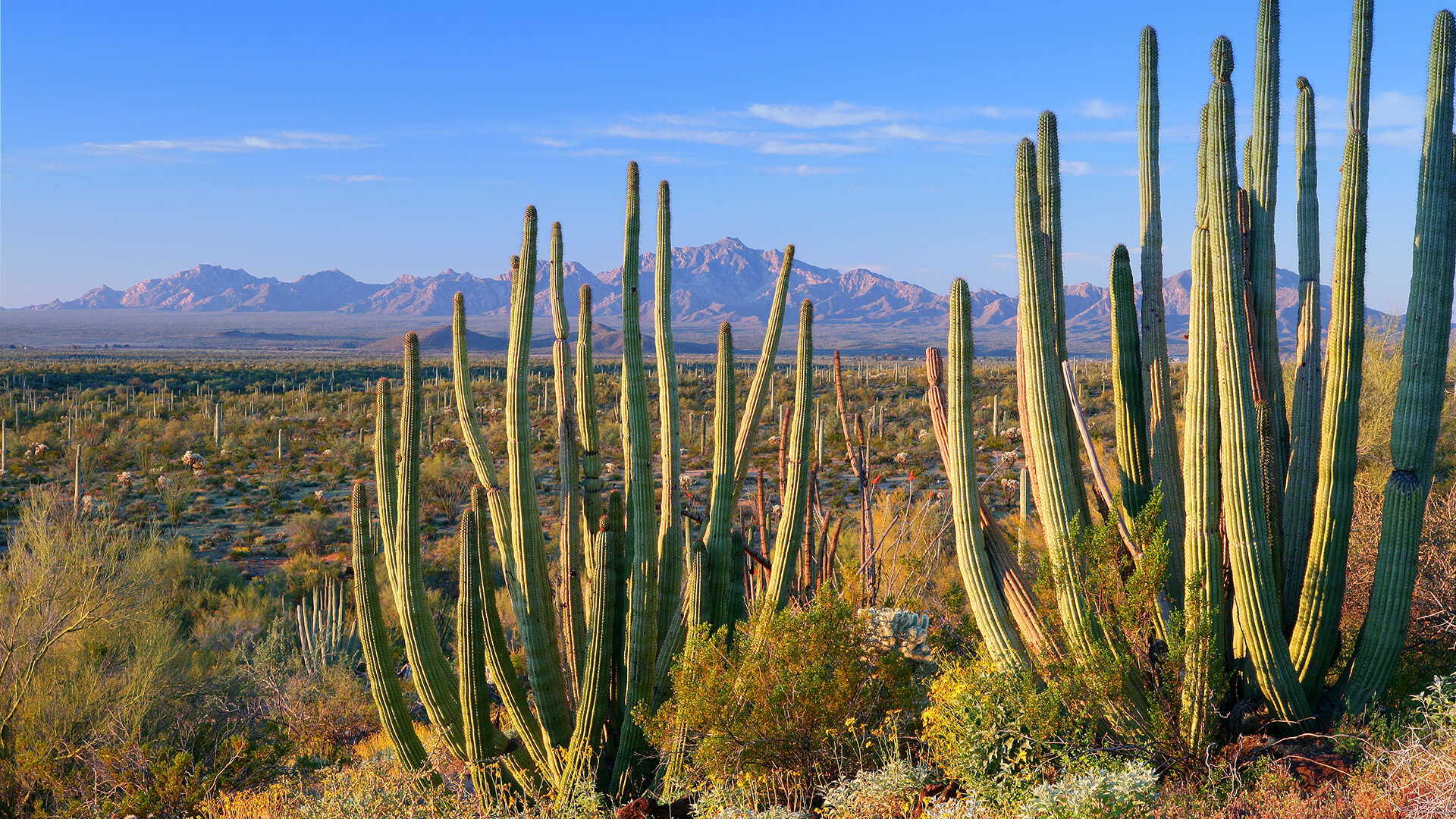 desert biome cactus