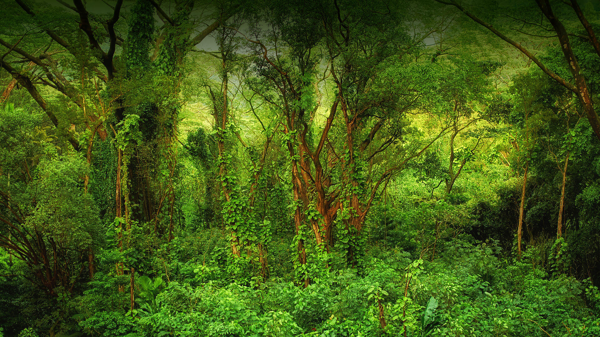 Hawaiian rainforest