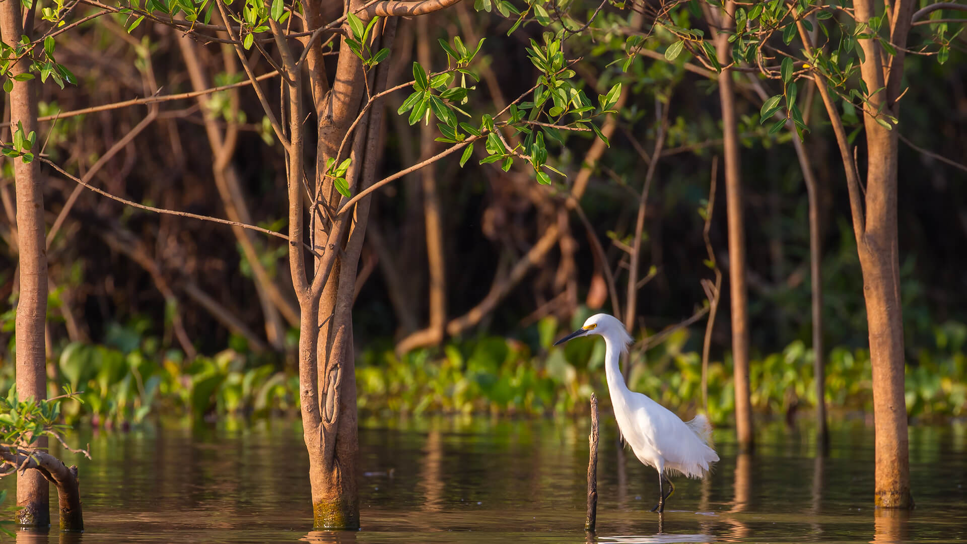 Egret in Florida Everglades