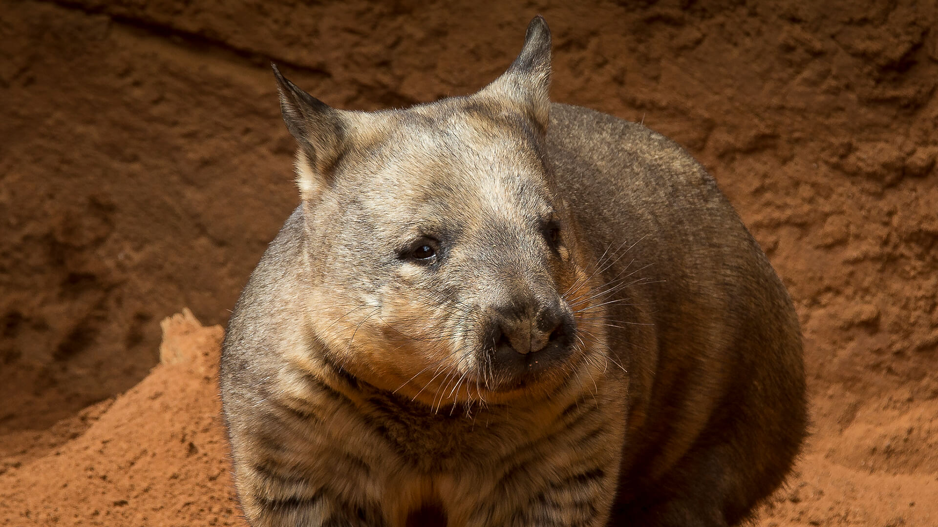 Wombat San Diego Zoo Animals Plants