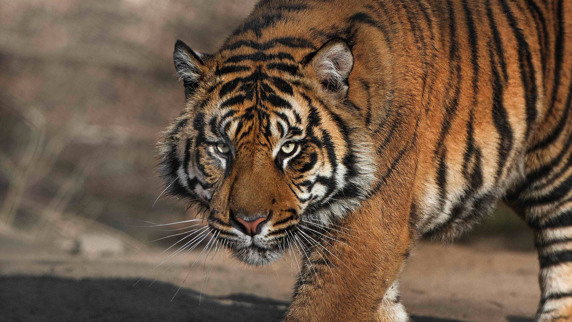 Sumatran tiger