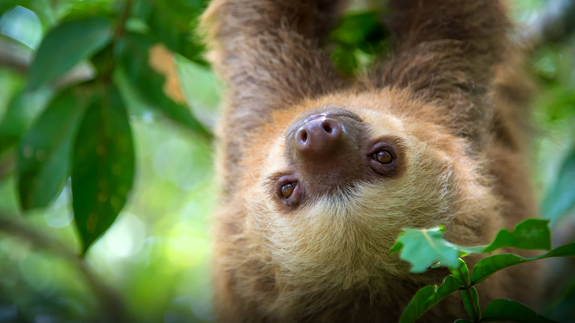 sloth with human teeth