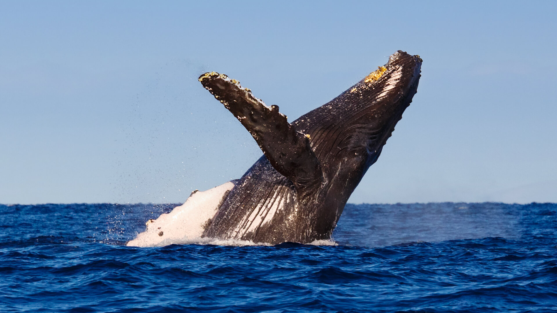 Diego Humpback Whale