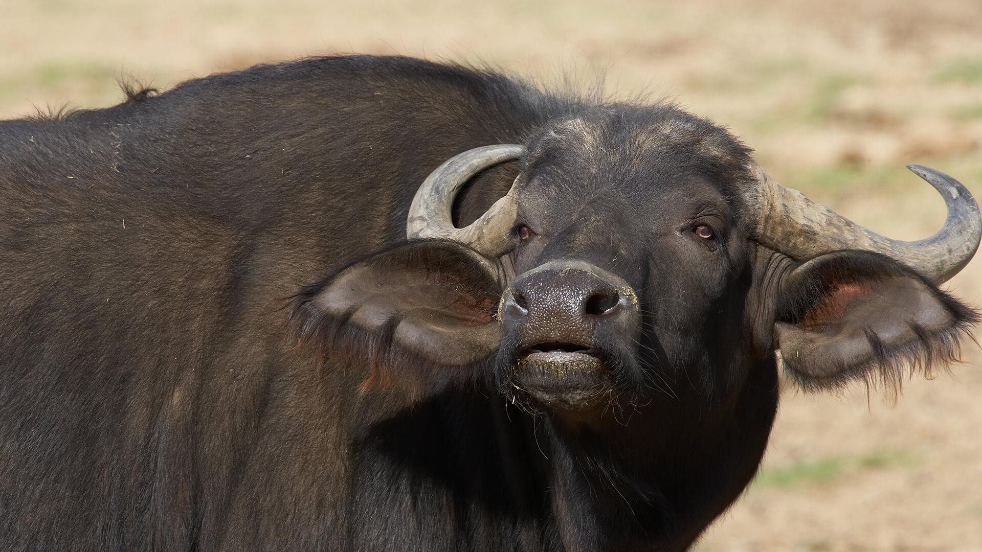 Wild Cattle | Diego Zoo Animals & Plants