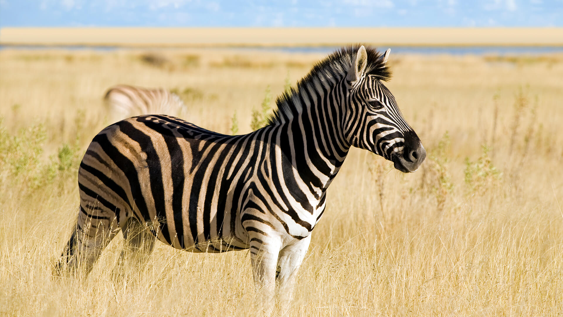 What Is A Zebra? Unveiling Stripes & Secrets - Vet Advises