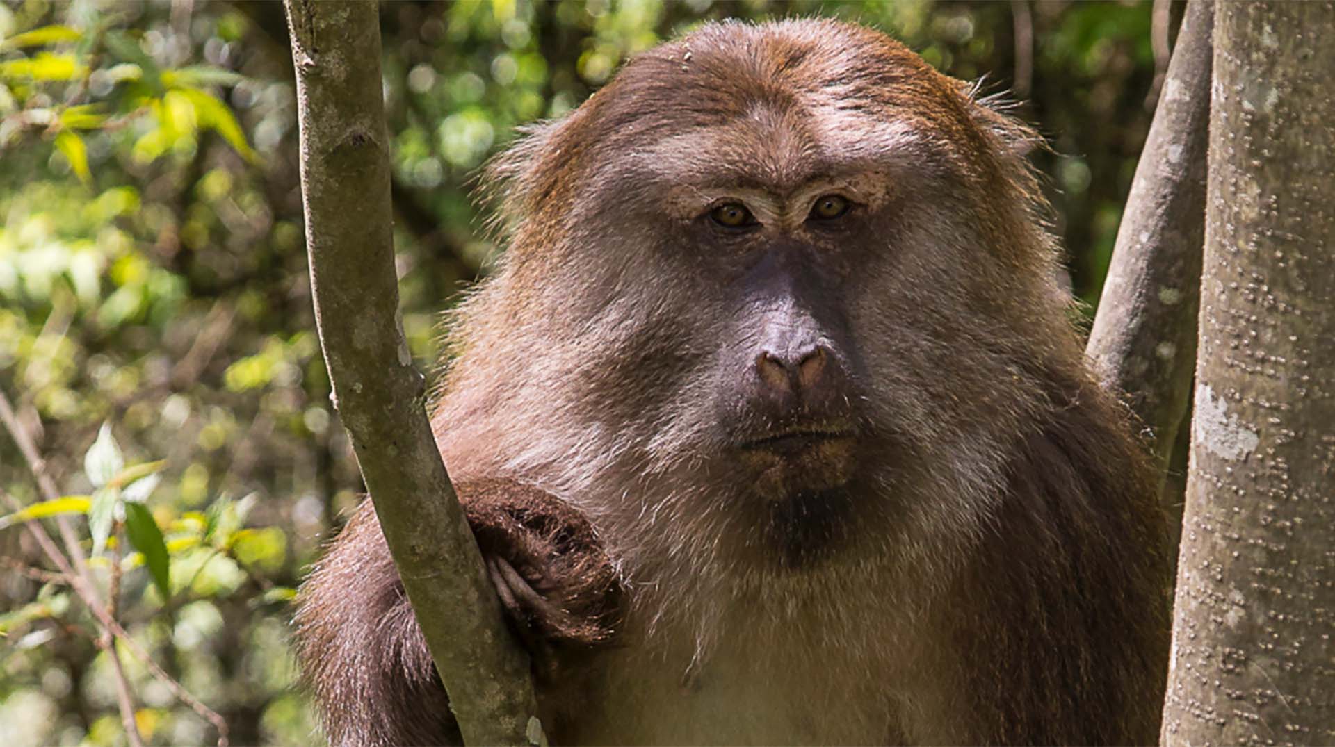  Monkey  San Diego Zoo  Animals  Plants