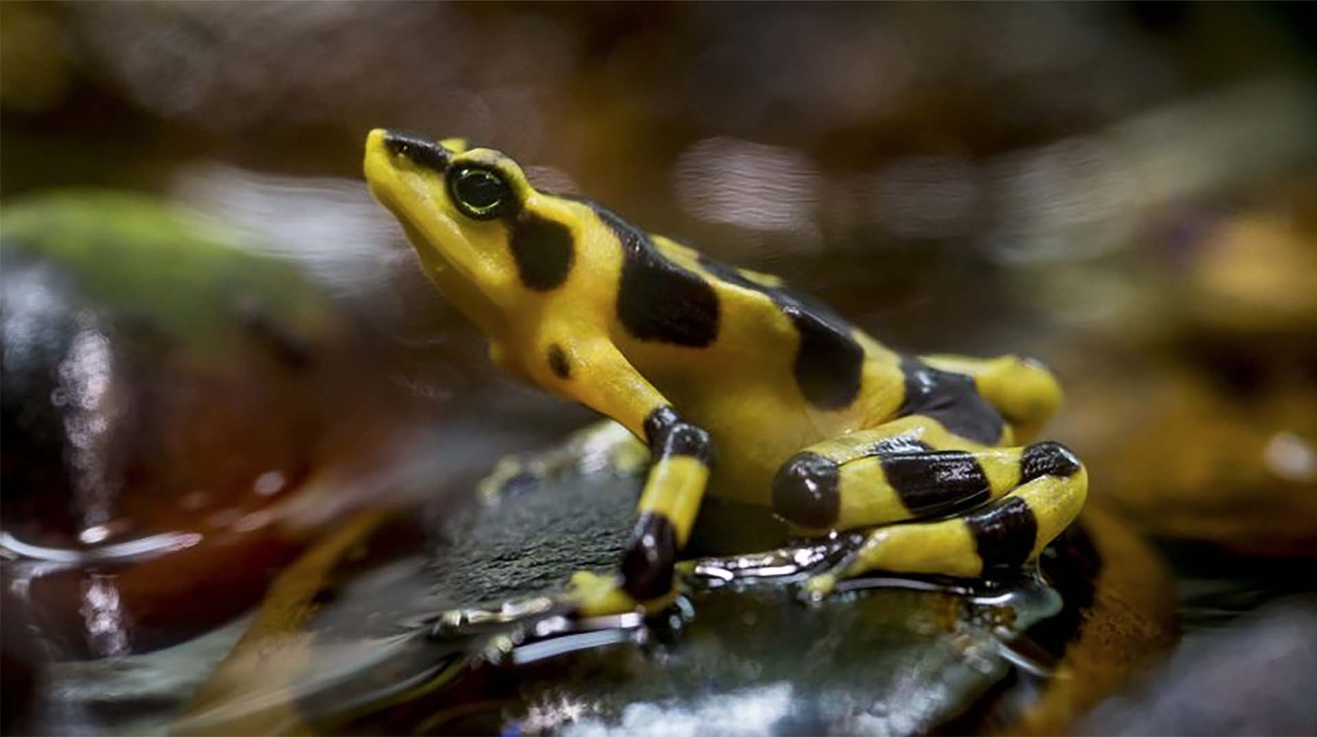 Panamanian Golden Frog | San Diego Zoo Animals & Plants