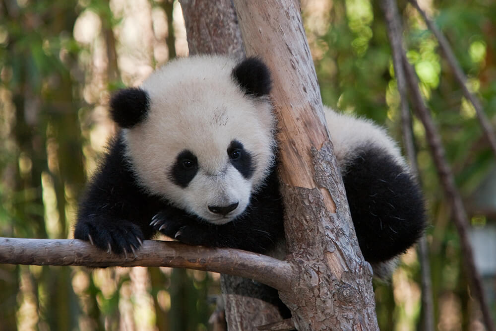 panda bear habitat