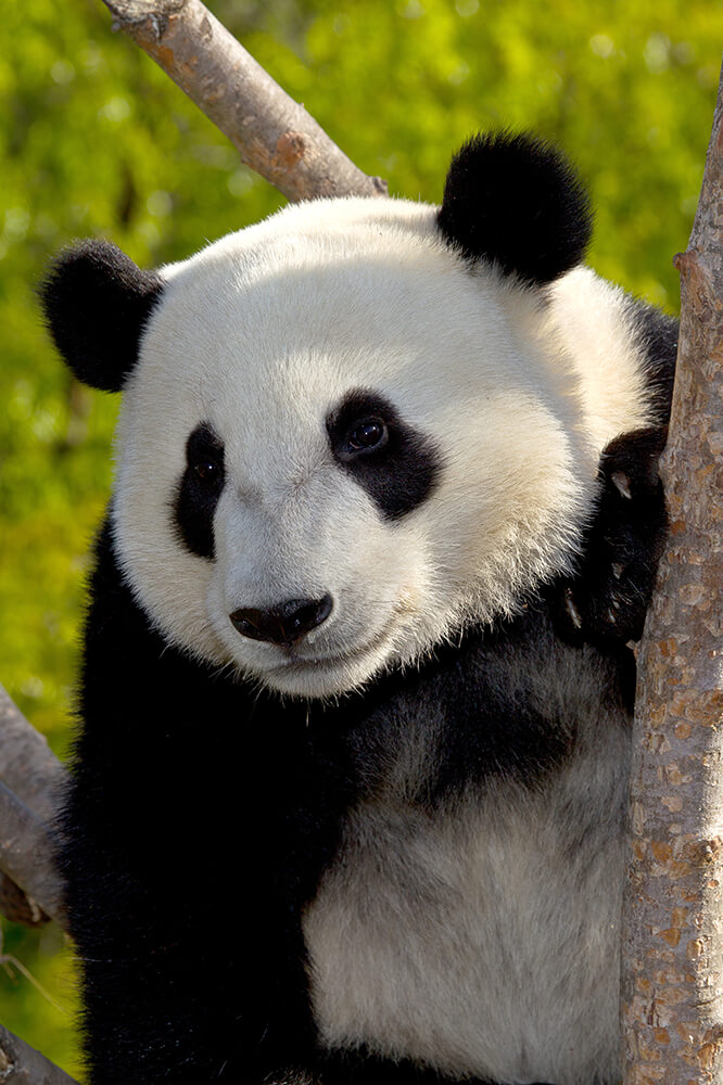 Giant Panda | San Diego Zoo Animals & Plants