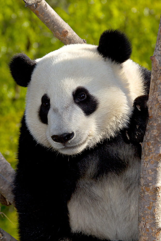 panda bear eating