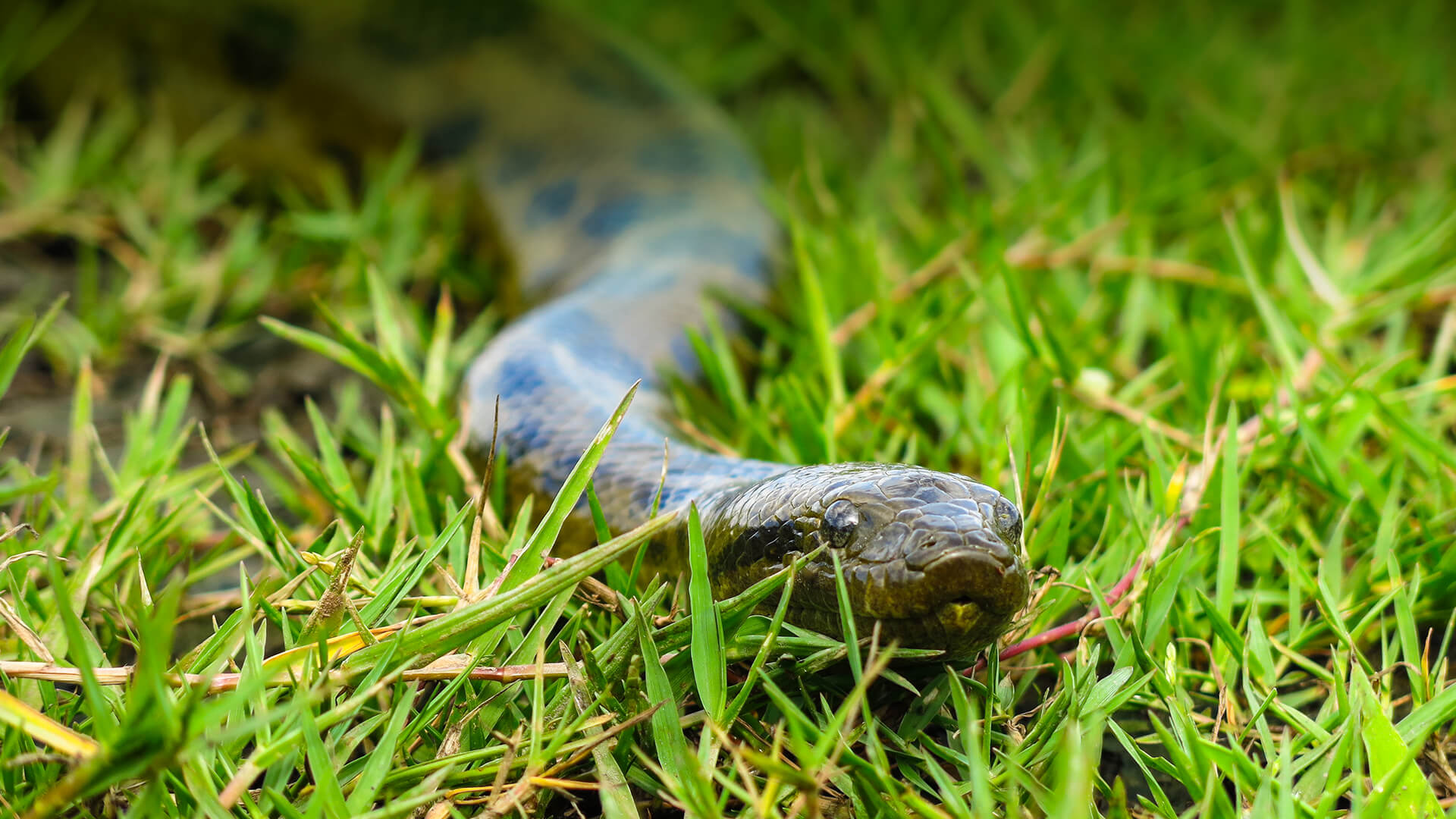Anaconda slithers through the grass