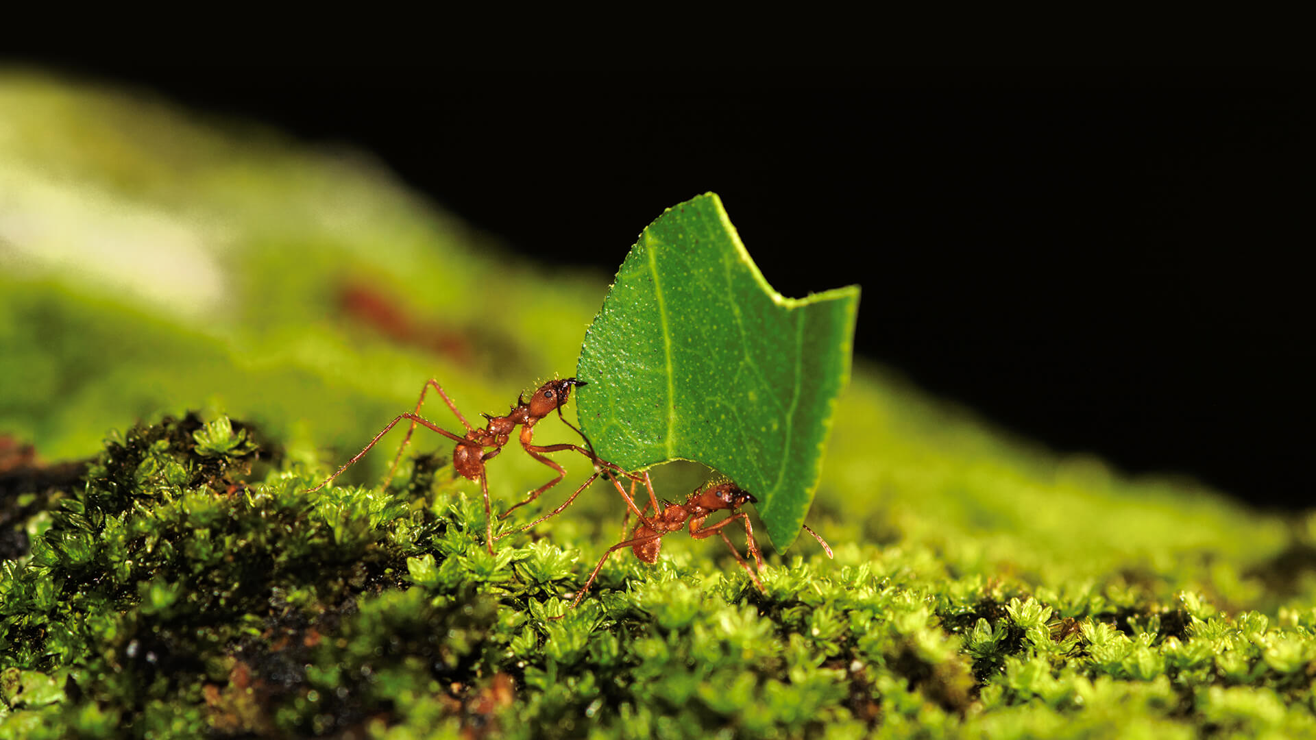 Ant | San Diego Zoo Animals & Plants