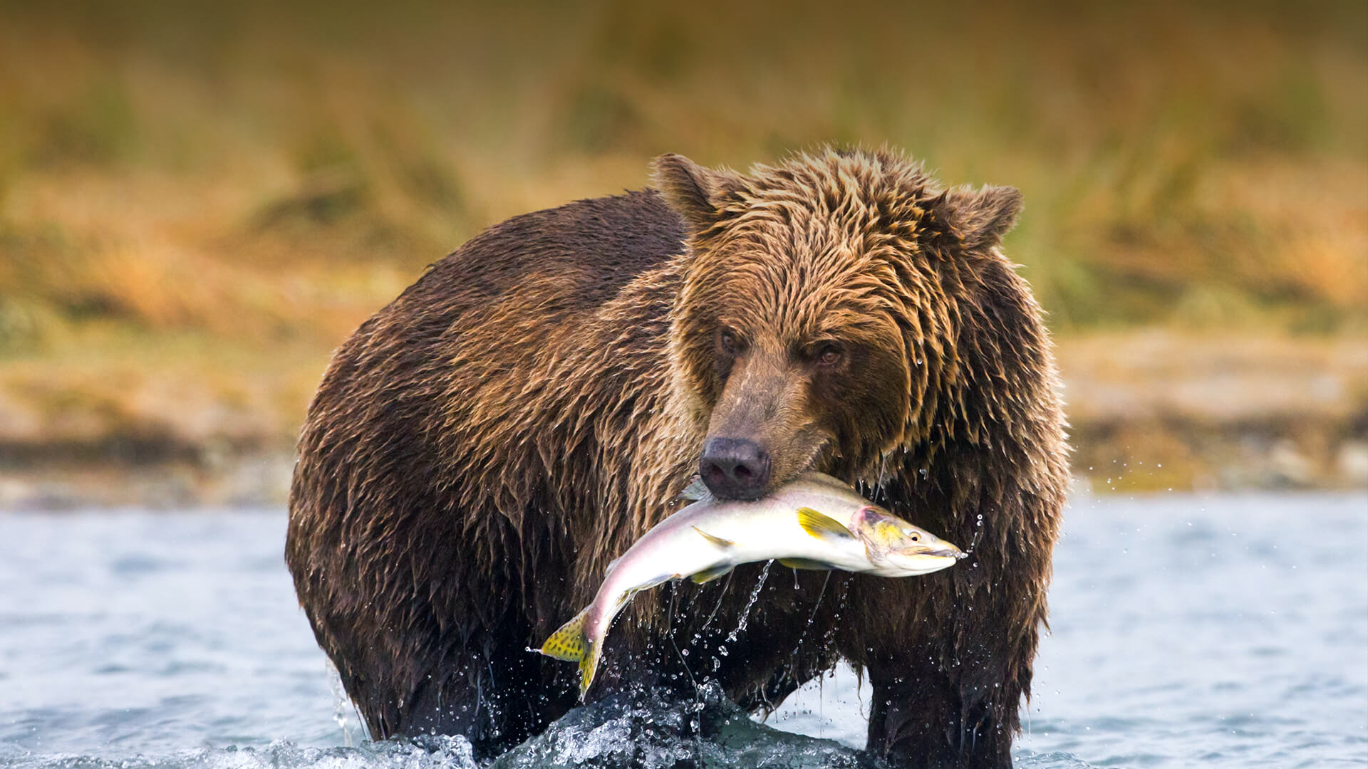 Grizzly bear, Weight, Habitat, & Facts