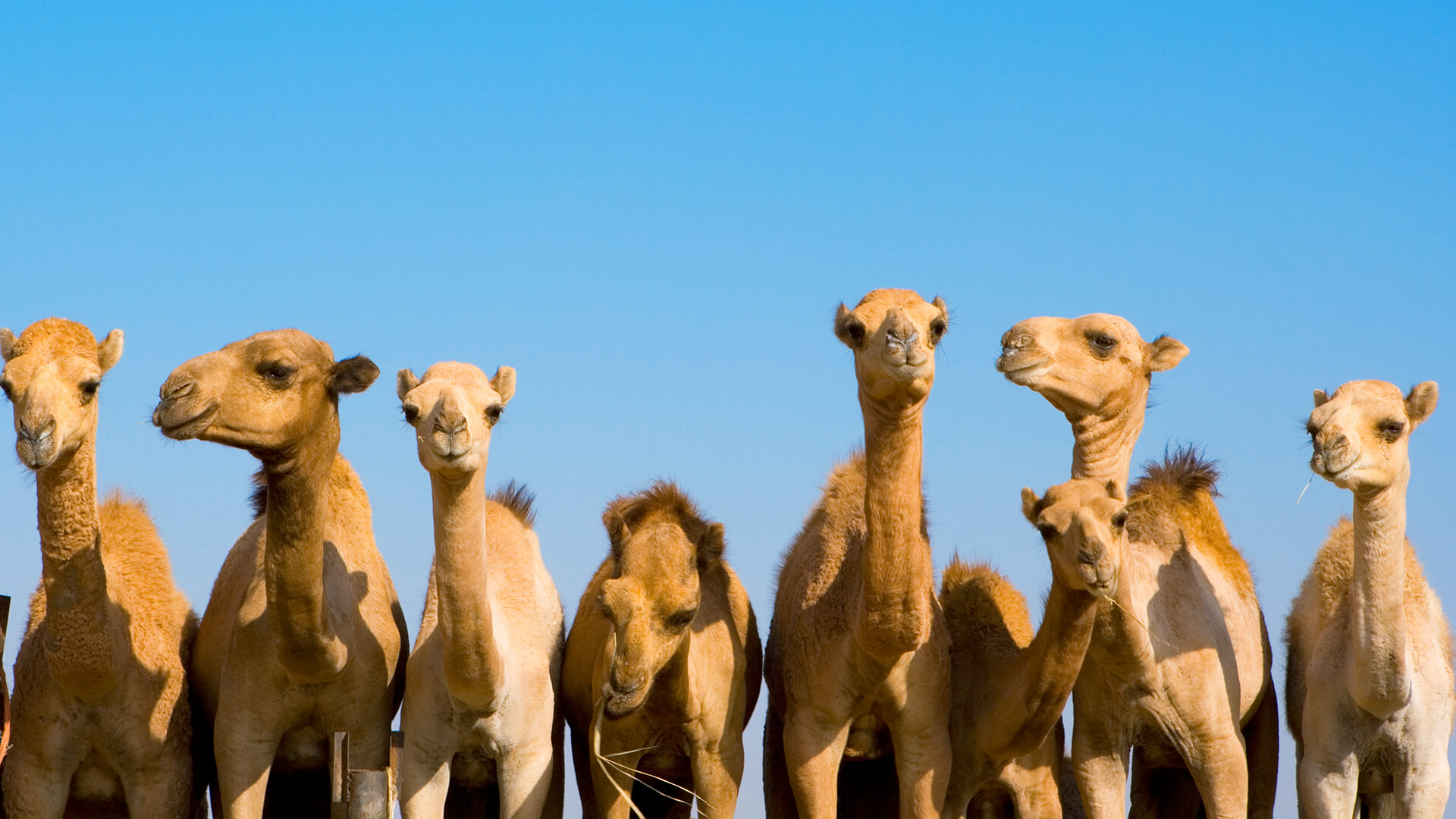 Camel  San Diego Zoo Animals & Plants