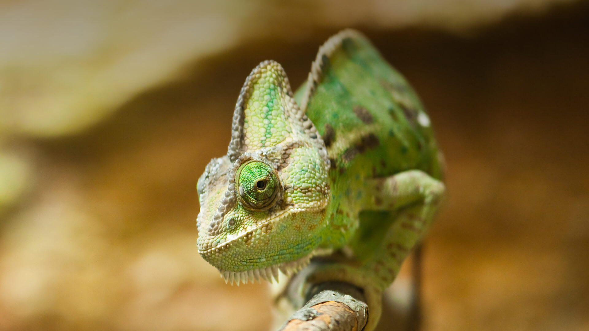 albino 3 horned chameleon