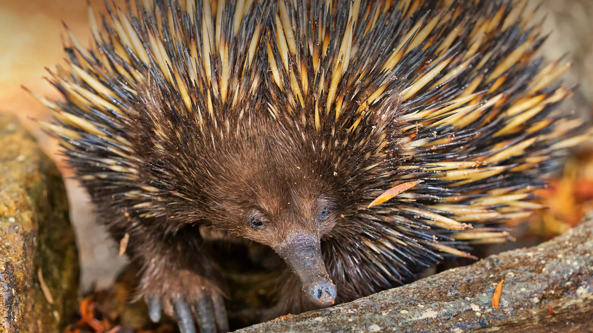 echidna egg hatching