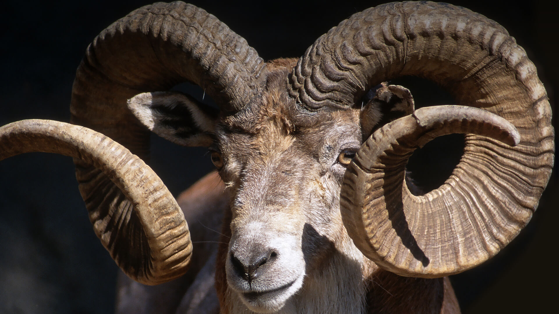 Closeup of a male Trandcaspian urial displaying his large, curved horns