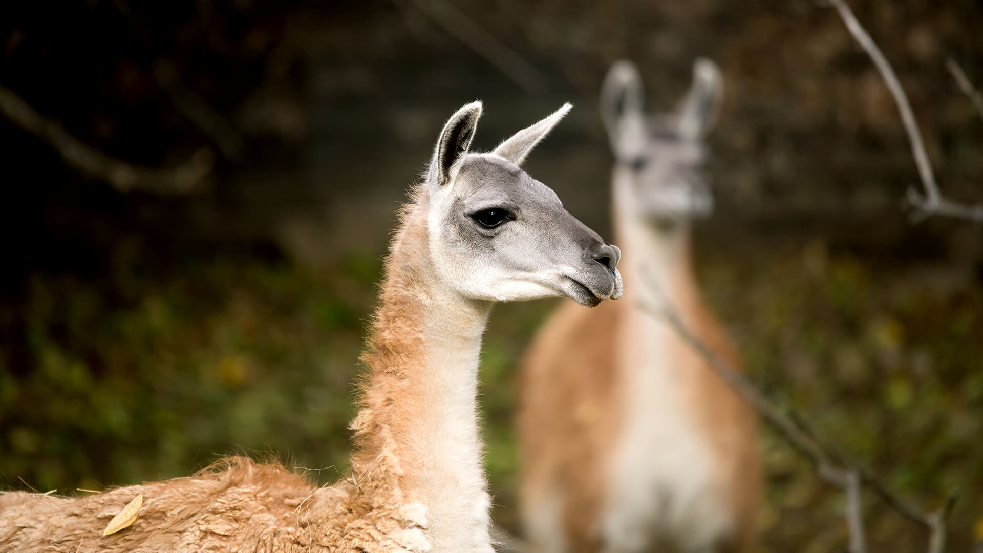 A pair of guanacos from Argentina