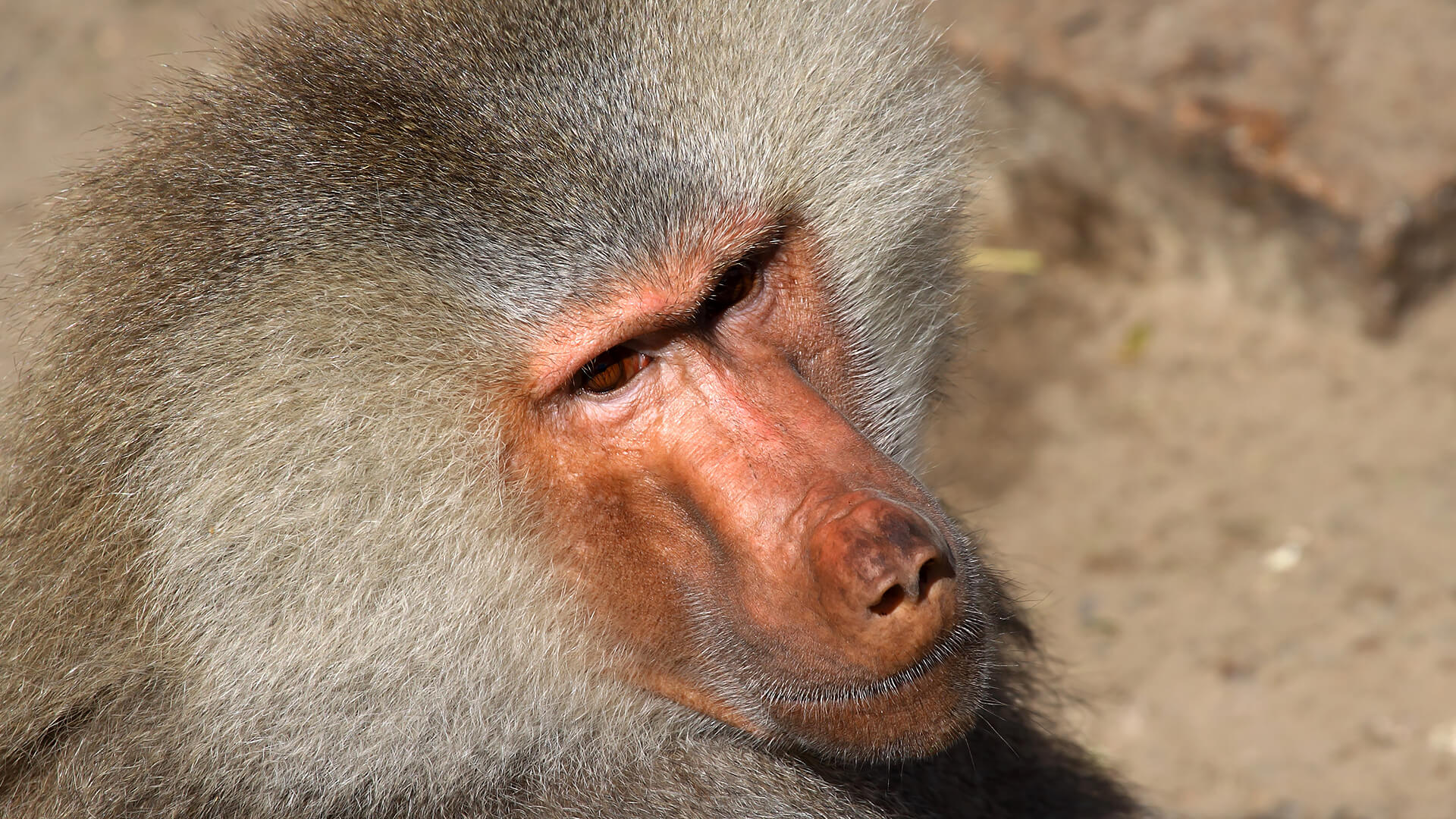 Close up of a hamadryas baboon's face