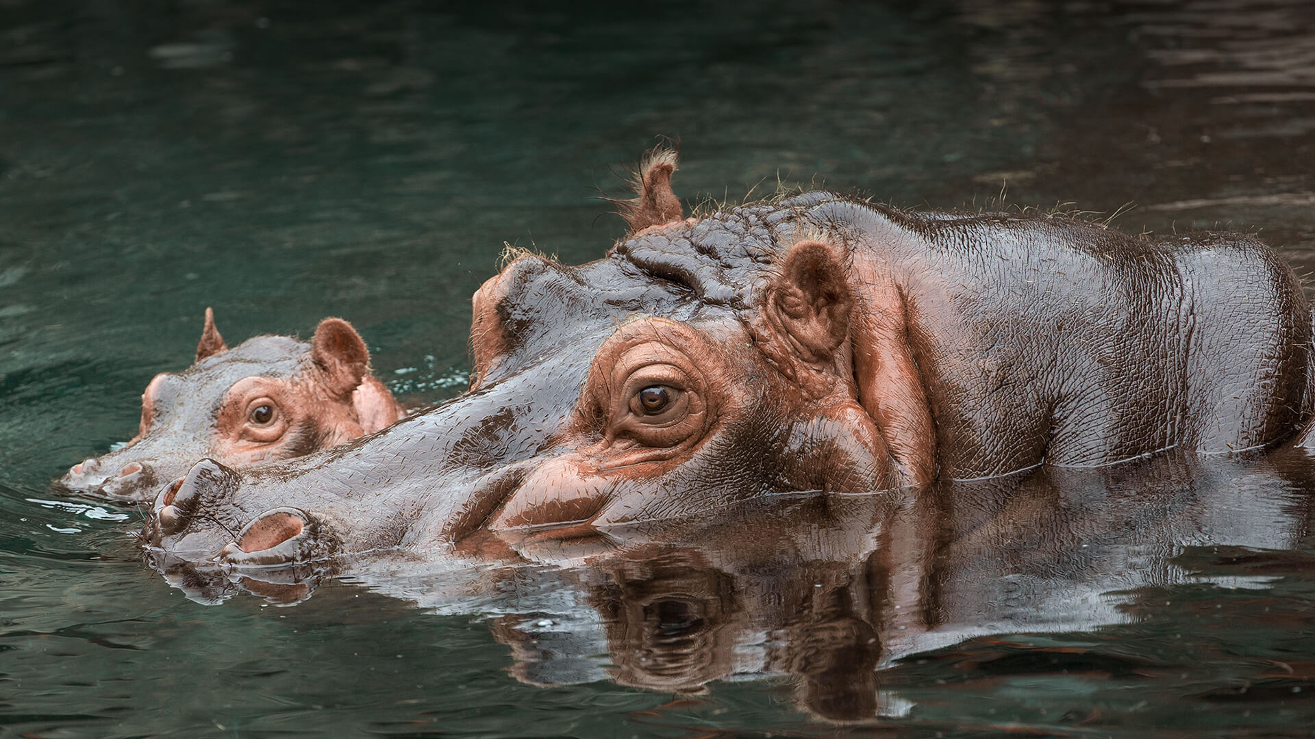 How Do You Say Hippo In German