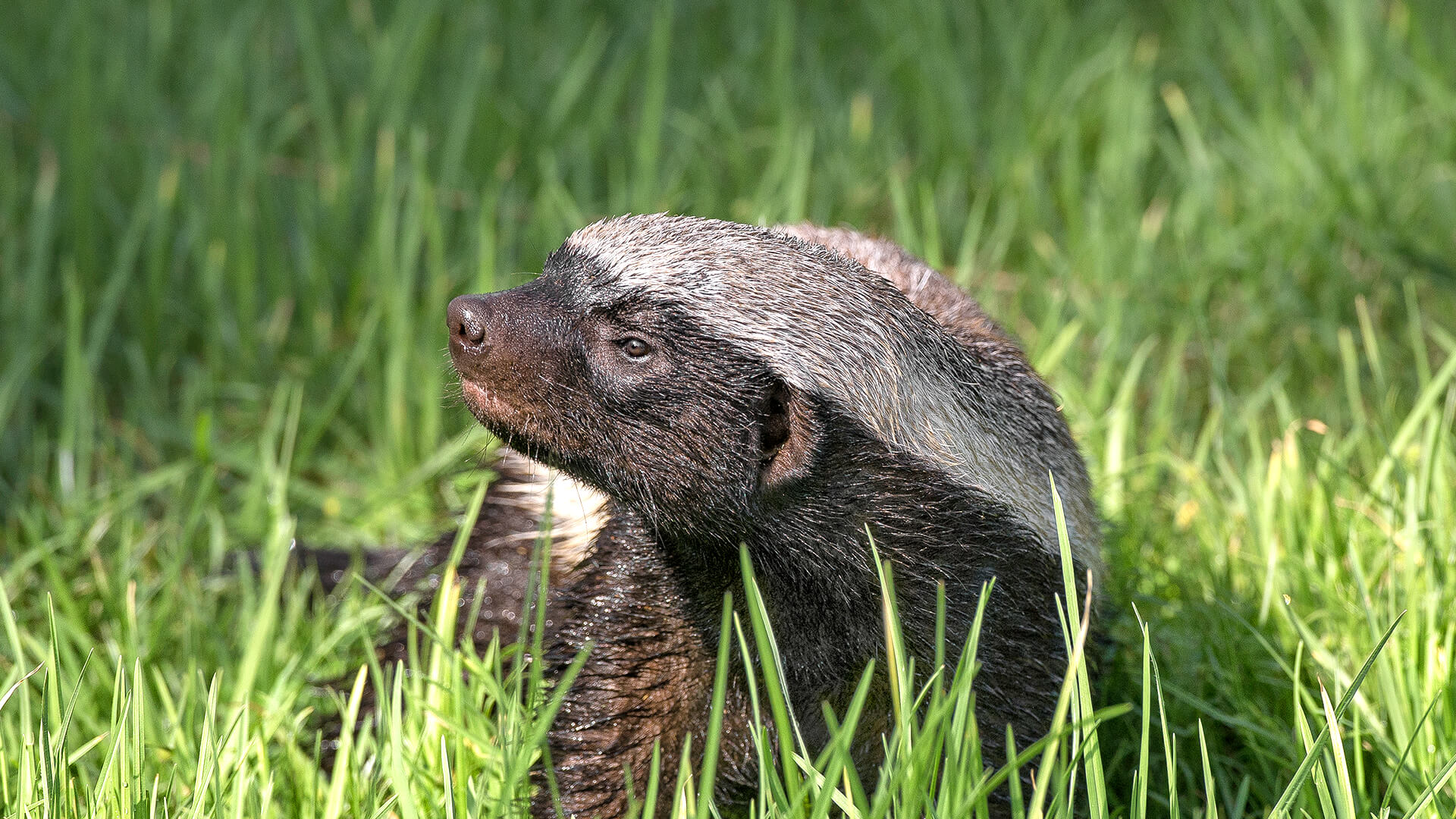 A young honey badger looks to the left as he sits in tall blades of grass.
