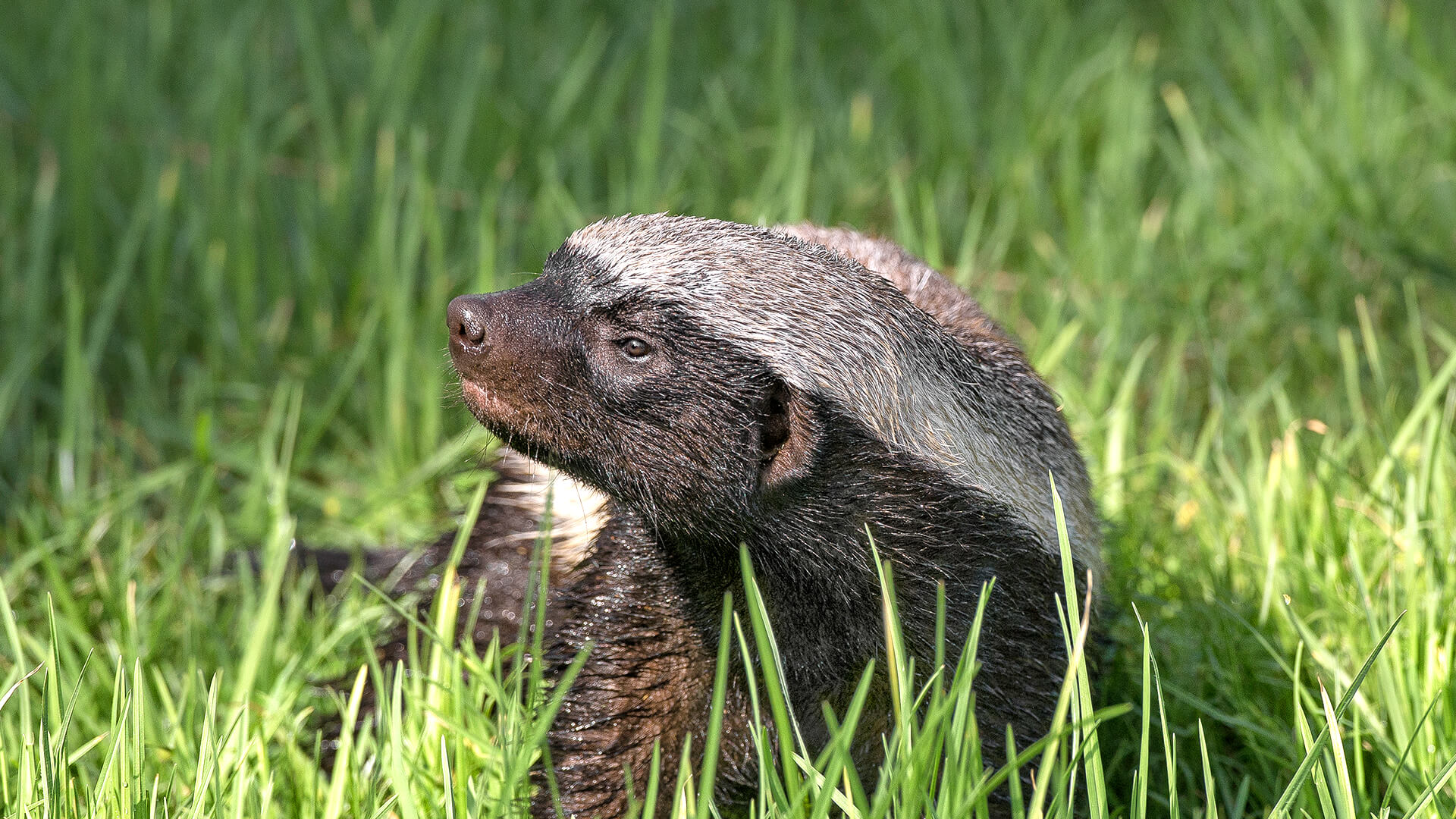 Honey badger фото