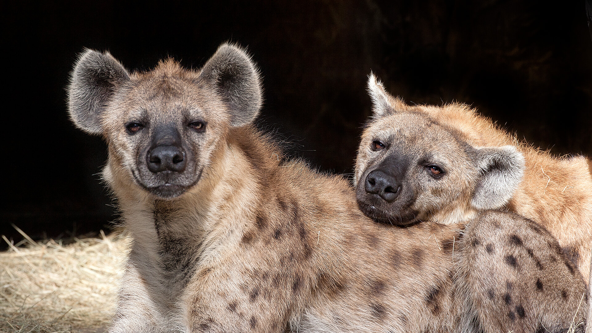 Spotted hyena Turbo rests his head on his brother, Zephyr's, back as they lay in their den.