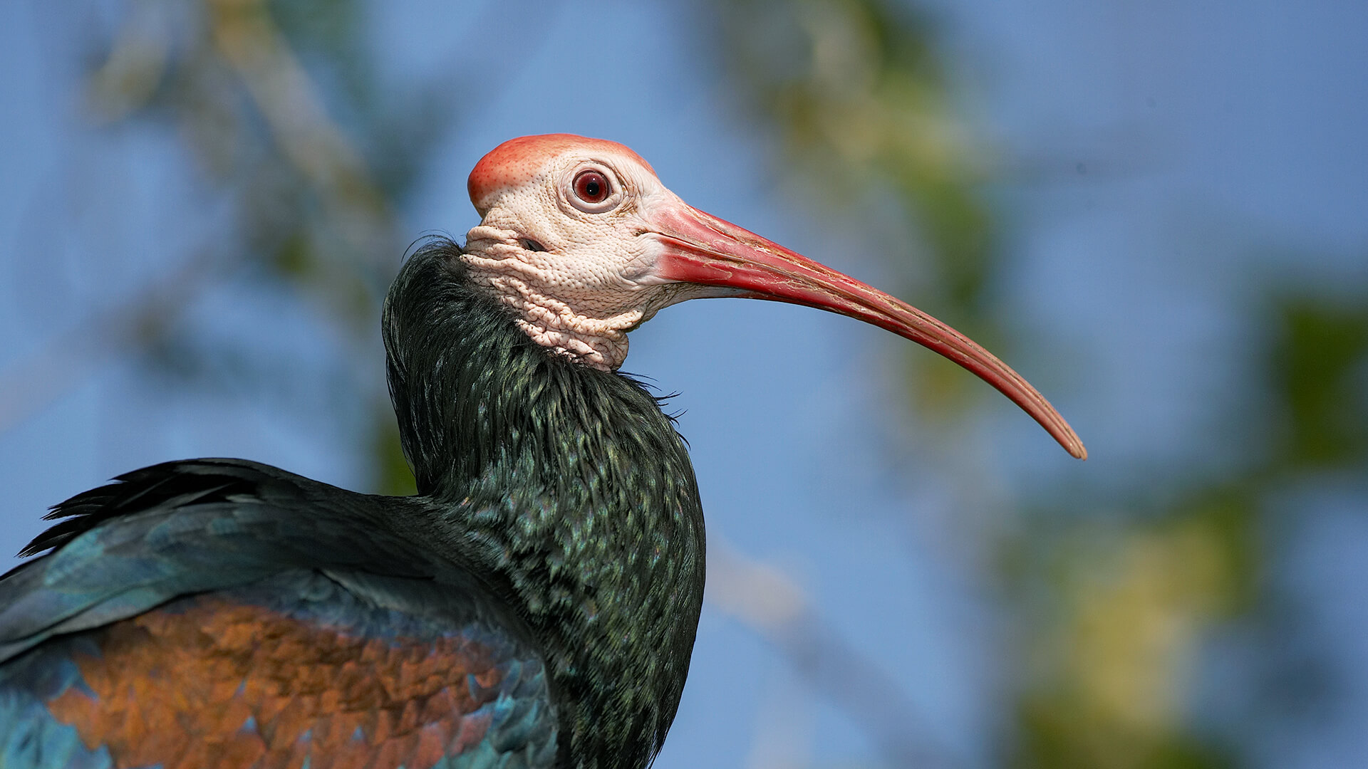A Bald ibis shows off its long curved beak in profile