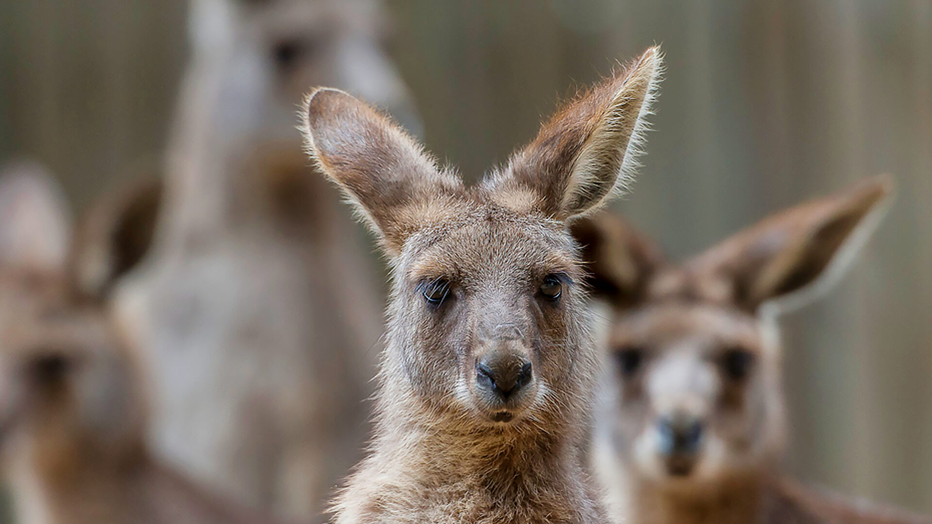 A group of wallabies stare head on at the camera