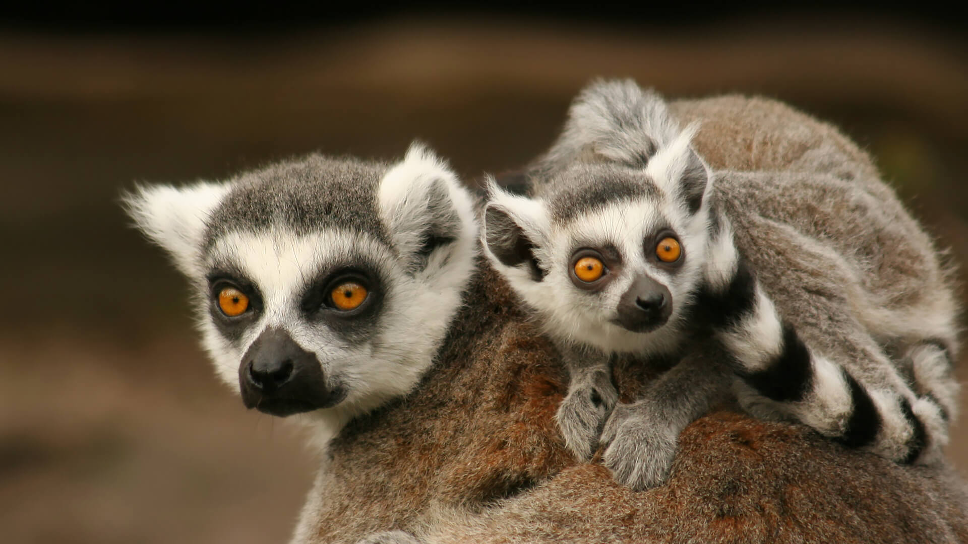 Veroveren Dierbare Gevoelig voor Lemur | San Diego Zoo Animals & Plants