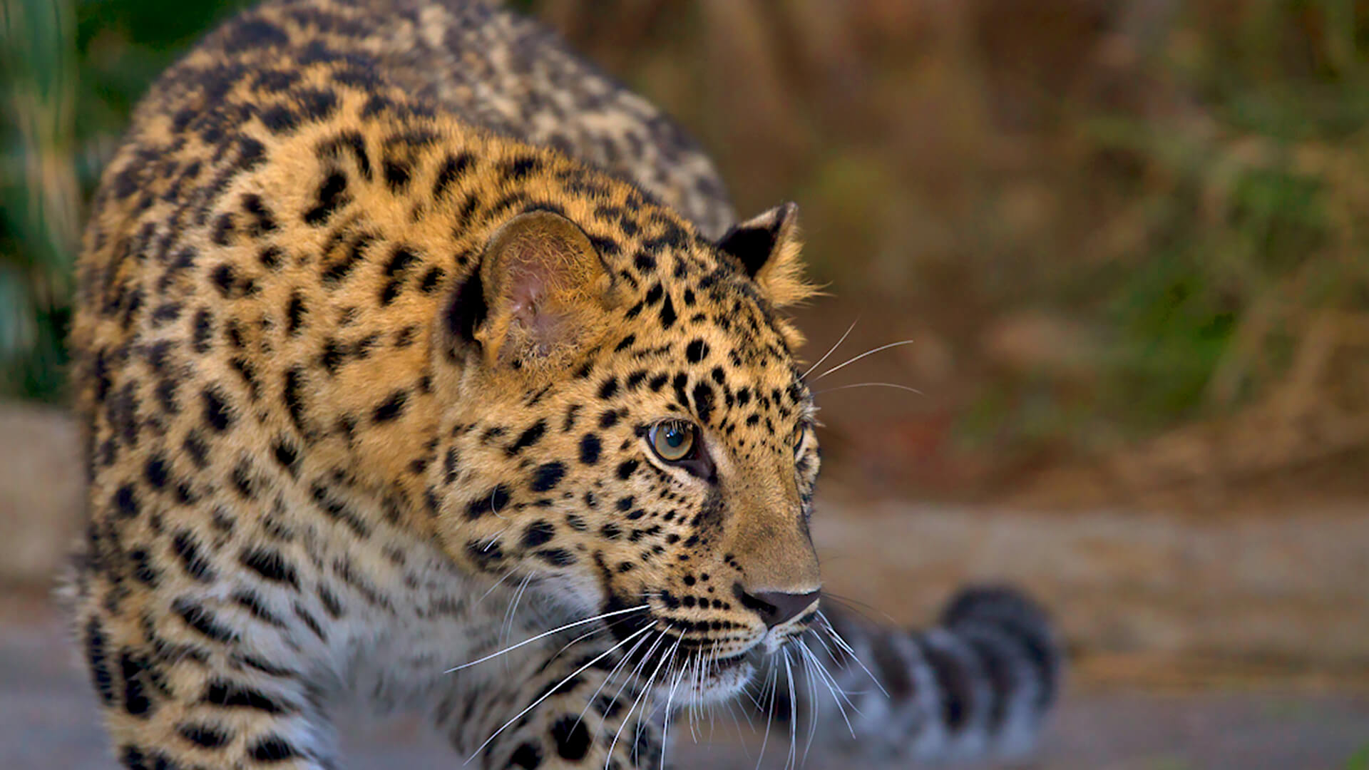 leopard big cat house