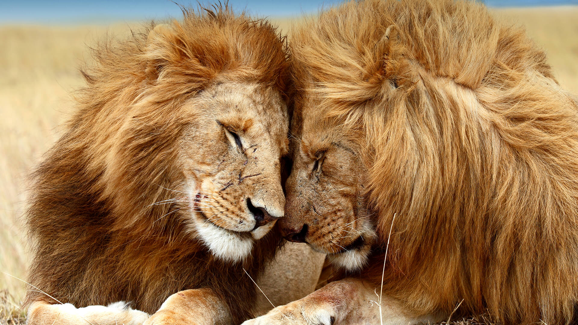 Lion brothers nuzzle one another on the grasslands of Masai Mara, Kenya